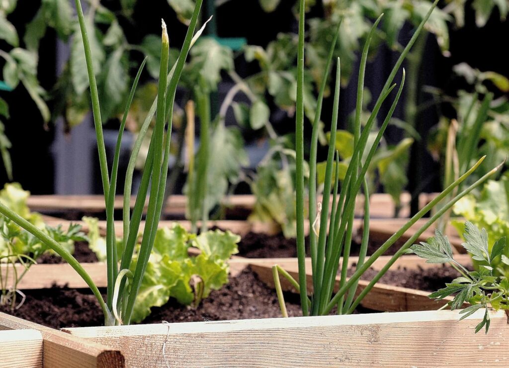 Cultivo de plantas aromáticas en huertos urbanos