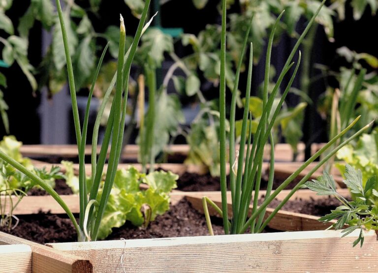 [GUÍA PARA PRINCIPIANTES] Cultivo de plantas aromáticas en huerto urbano