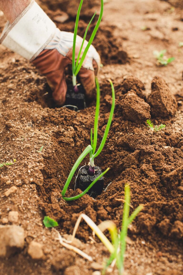 Las 7 indispensables en tu set de herramientas de jardinería