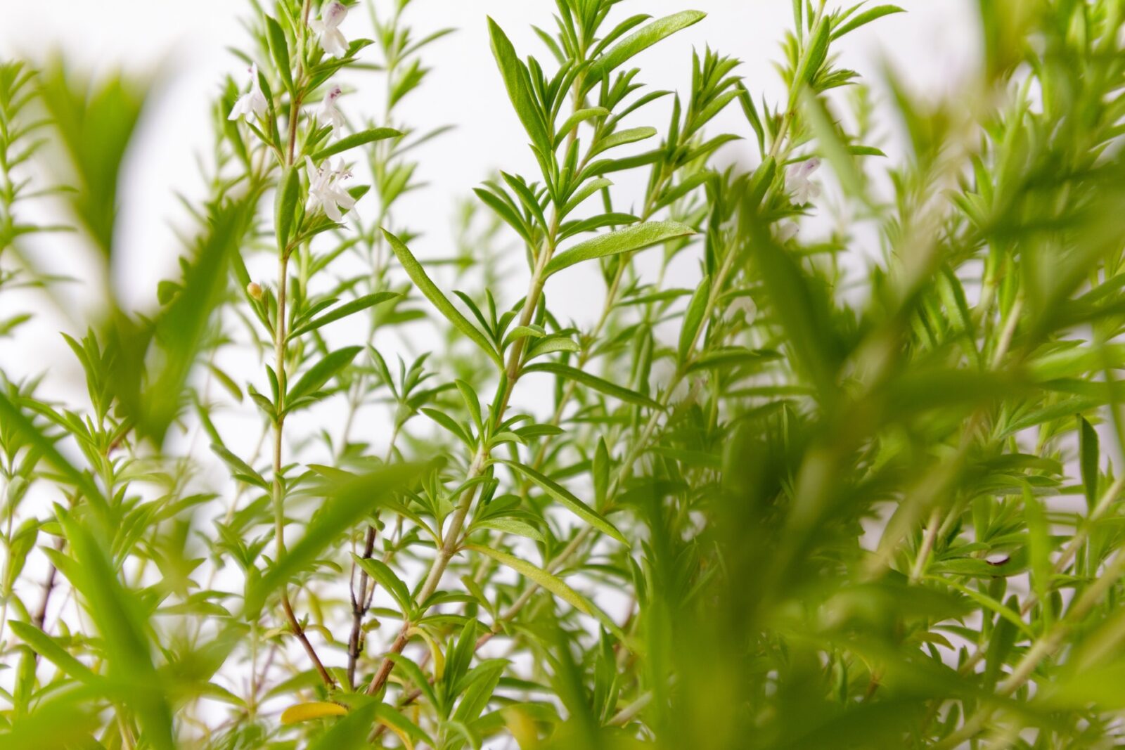 Plantas aromáticas en macetas pequeñas